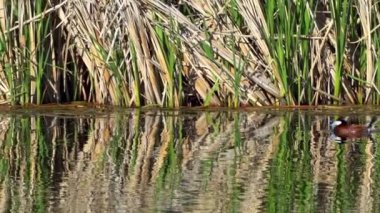 Ruddy Duck Yazın Güzel Kanada Gölü 'nde Yavaş Çekimde Çifti