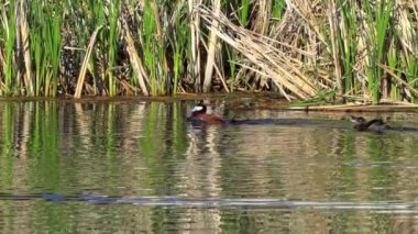 Ruddy Duck Yazın Güzel Kanada Gölü 'nde Yavaş Çekimde Çifti