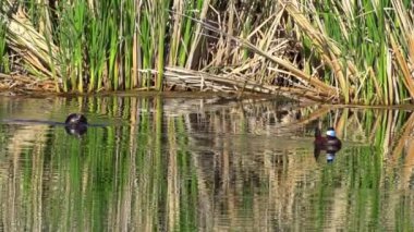 Ruddy Duck Yazın Güzel Kanada Gölü 'nde Yavaş Çekimde Çifti