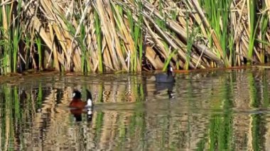 Ruddy Duck Yazın Güzel Kanada Gölü 'nde Yavaş Çekimde Çifti
