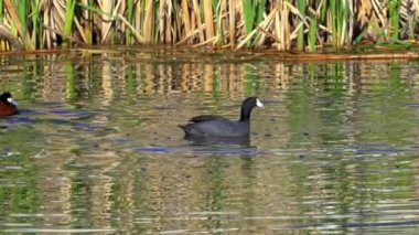 Ruddy Duck Yazın Güzel Kanada Gölü 'nde Yavaş Çekimde Çifti