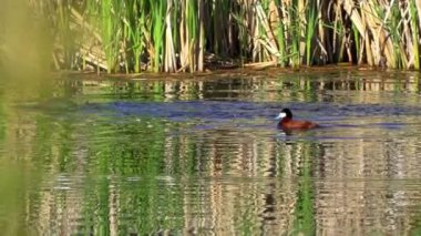 Ruddy Duck Yazın Güzel Kanada Gölü 'nde Yavaş Çekimde Çifti