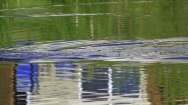 Ruddy Duck Yazın Güzel Kanada Gölü 'nde Yavaş Çekimde Çifti