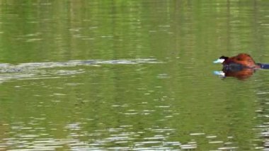 Ruddy Duck Yazın Güzel Kanada Gölü 'nde Yavaş Çekimde Çifti