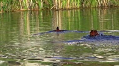 Ruddy Duck Yazın Güzel Kanada Gölü 'nde Yavaş Çekimde Çifti