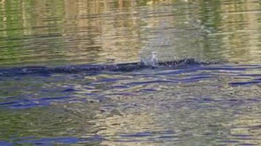 Ruddy Duck Yazın Güzel Kanada Gölü 'nde Yavaş Çekimde Çifti