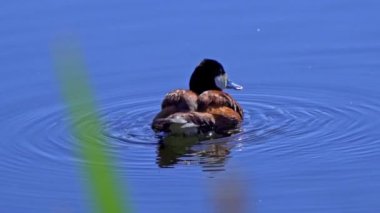 Ruddy Duck Yazın Güzel Kanada Gölü 'nde Yavaş Çekimde Çifti