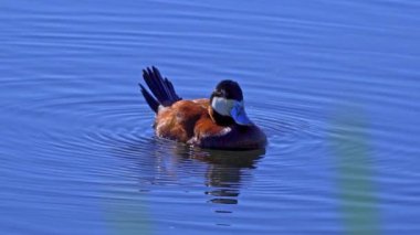 Ruddy Duck Yazın Güzel Kanada Gölü 'nde Yavaş Çekimde Çifti