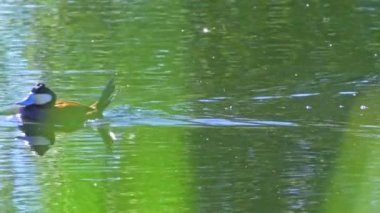 Ruddy Duck Yazın Güzel Kanada Gölü 'nde Yavaş Çekimde Çifti