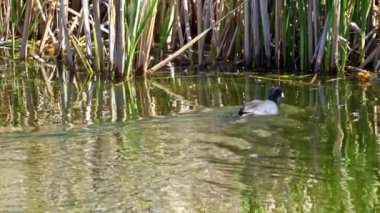 Yazın Kanada 'da yemyeşil bir gölde Amerikan Coot aileleri. Yuva kuran, beslenen ve suyu keşfeden yavruları yakalar. Doğa ve vahşi yaşam projeleri için mükemmel.