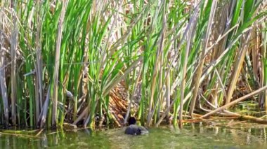 Yazın Kanada 'da yemyeşil bir gölde Amerikan Coot aileleri. Yuva kuran, beslenen ve suyu keşfeden yavruları yakalar. Doğa ve vahşi yaşam projeleri için mükemmel.