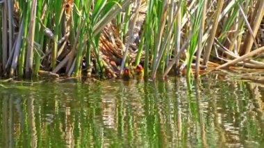 Yazın Kanada 'da yemyeşil bir gölde Amerikan Coot aileleri. Yuva kuran, beslenen ve suyu keşfeden yavruları yakalar. Doğa ve vahşi yaşam projeleri için mükemmel.