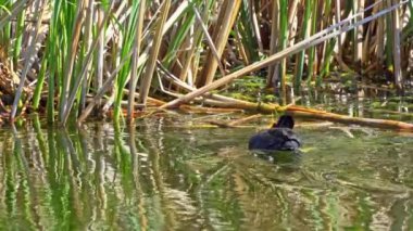 Yazın Kanada 'da yemyeşil bir gölde Amerikan Coot aileleri. Yuva kuran, beslenen ve suyu keşfeden yavruları yakalar. Doğa ve vahşi yaşam projeleri için mükemmel.