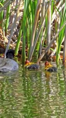 Yazın Kanada 'da yemyeşil bir gölde Amerikan Coot aileleri. Yuva kuran, beslenen ve suyu keşfeden yavruları yakalar. Doğa ve vahşi yaşam projeleri için mükemmel.