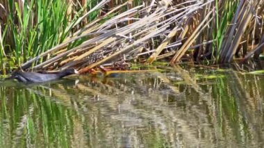 Yazın Kanada 'da yemyeşil bir gölde Amerikan Coot aileleri. Yuva kuran, beslenen ve suyu keşfeden yavruları yakalar. Doğa ve vahşi yaşam projeleri için mükemmel.