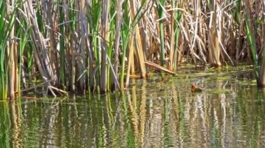 Yazın Kanada 'da yemyeşil bir gölde Amerikan Coot aileleri. Yuva kuran, beslenen ve suyu keşfeden yavruları yakalar. Doğa ve vahşi yaşam projeleri için mükemmel.
