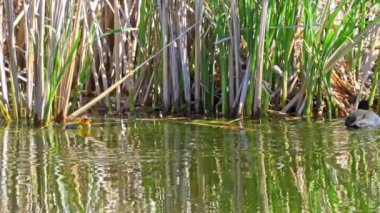 Yazın Kanada 'da yemyeşil bir gölde Amerikan Coot aileleri. Yuva kuran, beslenen ve suyu keşfeden yavruları yakalar. Doğa ve vahşi yaşam projeleri için mükemmel.