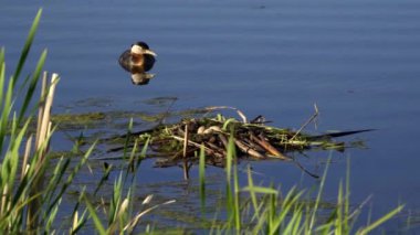 Kızıl boyunlu yunus ailesi bir gölün ortasında yuva yapıyor ve erkek yüzüyor..