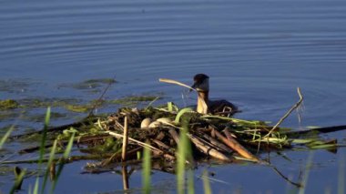 Kızıl boyunlu yunus ailesi bir gölün ortasında yuva yapıyor ve erkek yüzüyor..