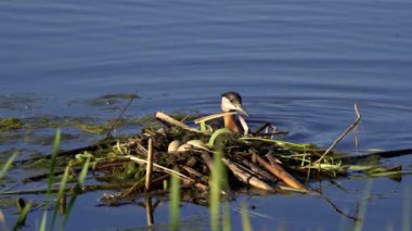 Kızıl boyunlu yunus ailesi bir gölün ortasında yuva yapıyor ve erkek yüzüyor..