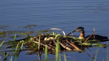 Kızıl boyunlu yunus ailesi bir gölün ortasında yuva yapıyor ve erkek yüzüyor..