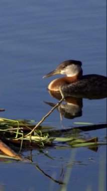 Kızıl boyunlu yunus ailesi bir gölün ortasında yuva yapıyor ve erkek yüzüyor..