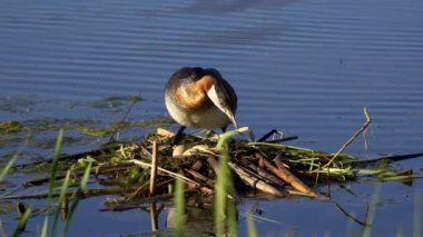 Kızıl boyunlu yunus ailesi bir gölün ortasında yuva yapıyor ve erkek yüzüyor..