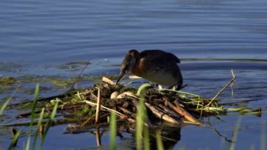 Kızıl boyunlu yunus ailesi bir gölün ortasında yuva yapıyor ve erkek yüzüyor..