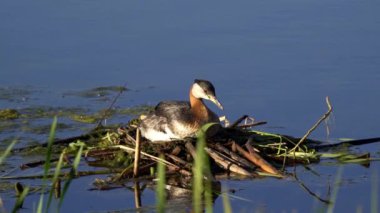 Kızıl boyunlu yunus ailesi bir gölün ortasında yuva yapıyor ve erkek yüzüyor..