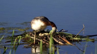 Kızıl boyunlu yunus ailesi bir gölün ortasında yuva yapıyor ve erkek yüzüyor..