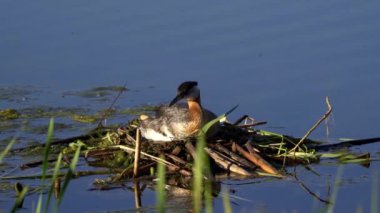 Kızıl boyunlu yunus ailesi bir gölün ortasında yuva yapıyor ve erkek yüzüyor..
