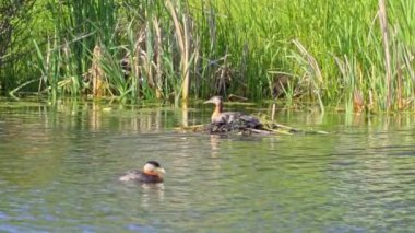 Kızıl boyunlu yunus ailesi bir gölün ortasında yuva yapıyor ve erkek yüzüyor..