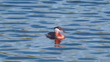 Kızıl boyunlu yunus ailesi bir gölün ortasında yuva yapıyor ve erkek yüzüyor..
