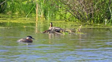 Kızıl boyunlu yunus ailesi bir gölün ortasında yuva yapıyor ve erkek yüzüyor..