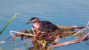 Kızıl boyunlu yunus ailesi bir gölün ortasında yuva yapıyor ve erkek yüzüyor..