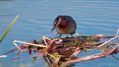 Kızıl boyunlu yunus ailesi bir gölün ortasında yuva yapıyor ve erkek yüzüyor..