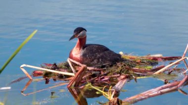 Kızıl boyunlu yunus ailesi bir gölün ortasında yuva yapıyor ve erkek yüzüyor..