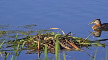 Kızıl boyunlu yunus ailesi bir gölün ortasında yuva yapıyor ve erkek yüzüyor..