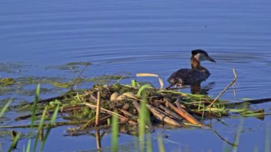 Kızıl boyunlu yunus ailesi bir gölün ortasında yuva yapıyor ve erkek yüzüyor..