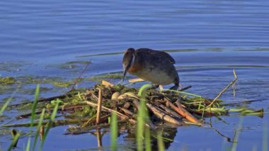 Kızıl boyunlu yunus ailesi bir gölün ortasında yuva yapıyor ve erkek yüzüyor..