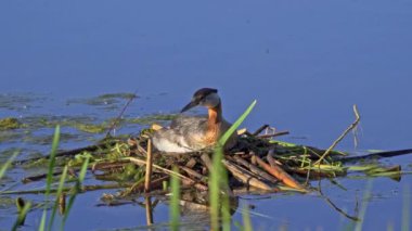 Kızıl boyunlu yunus ailesi bir gölün ortasında yuva yapıyor ve erkek yüzüyor..