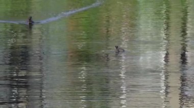 Kızıl boyunlu yunus ailesi bir gölün ortasında yuva yapıyor ve erkek yüzüyor..