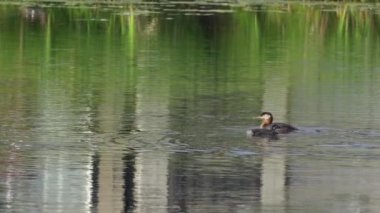 Kızıl boyunlu yunus ailesi bir gölün ortasında yuva yapıyor ve erkek yüzüyor..