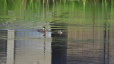 Yazın Kanada 'da yemyeşil bir gölde yaşayan yaban ördekleri. Yuva kuran, beslenen ve suyu keşfeden yavruları yakalar. Doğa ve vahşi yaşam projeleri için mükemmel..