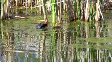Yazın Kanada 'da yemyeşil bir gölde yaşayan yaban ördekleri. Yuva kuran, beslenen ve suyu keşfeden yavruları yakalar. Doğa ve vahşi yaşam projeleri için mükemmel.