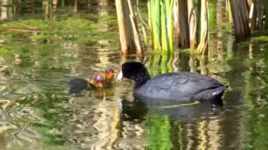 Yazın Kanada 'da yemyeşil bir gölde yaşayan yaban ördekleri. Yuva kuran, beslenen ve suyu keşfeden yavruları yakalar. Doğa ve vahşi yaşam projeleri için mükemmel.