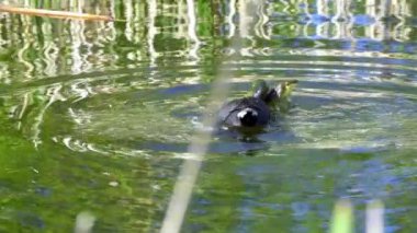 Yazın Kanada 'da yemyeşil bir gölde yaşayan yaban ördekleri. Yuva kuran, beslenen ve suyu keşfeden yavruları yakalar. Doğa ve vahşi yaşam projeleri için mükemmel.