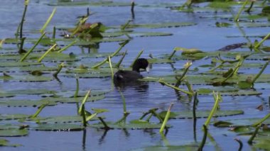 Yazın Kanada 'da yemyeşil bir gölde yaşayan yaban ördekleri. Yuva kuran, beslenen ve suyu keşfeden yavruları yakalar. Doğa ve vahşi yaşam projeleri için mükemmel..