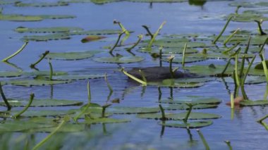 Yazın Kanada 'da yemyeşil bir gölde yaşayan yaban ördekleri. Yuva kuran, beslenen ve suyu keşfeden yavruları yakalar. Doğa ve vahşi yaşam projeleri için mükemmel..