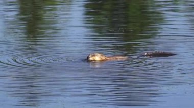 Yazın verimli bir Kanada gölünde hem yavaş çekim hem de normal hızda su samuru içeren bir video serisi. Su samurunun neşeli ve doğal davranışını sakin, resim gibi bir ortamda yakalıyor. Doğa ve vahşi yaşam için ideal..